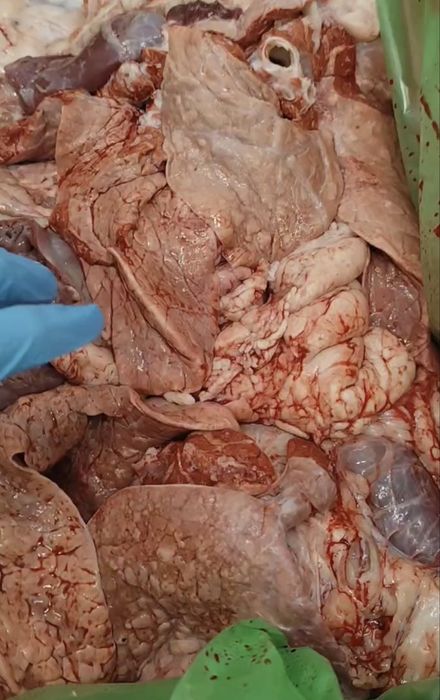 Трахея говяжья. Корм для собак