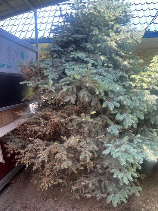 Продам ели зелёная и голубая