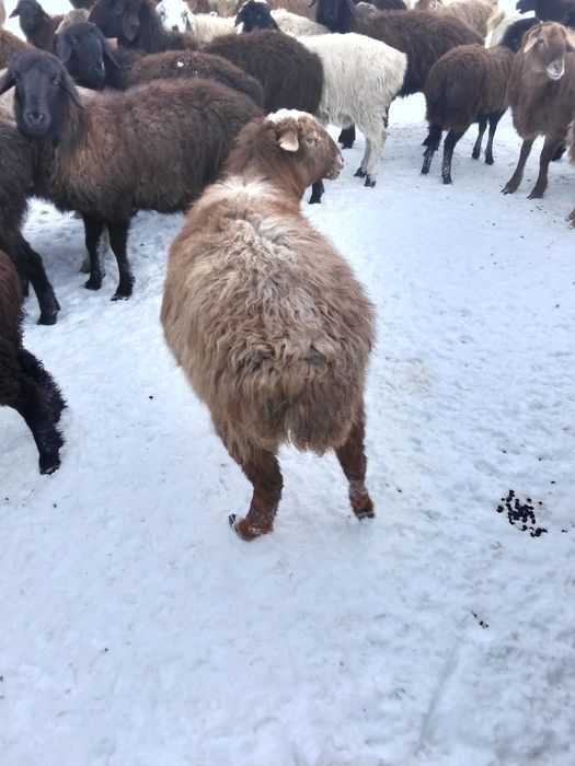 Буаз қойлар сатылады