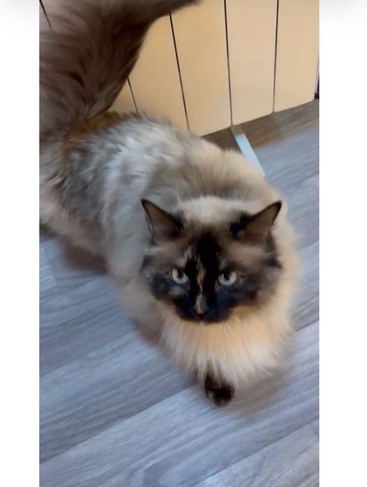 Тайская кошечка Сына.