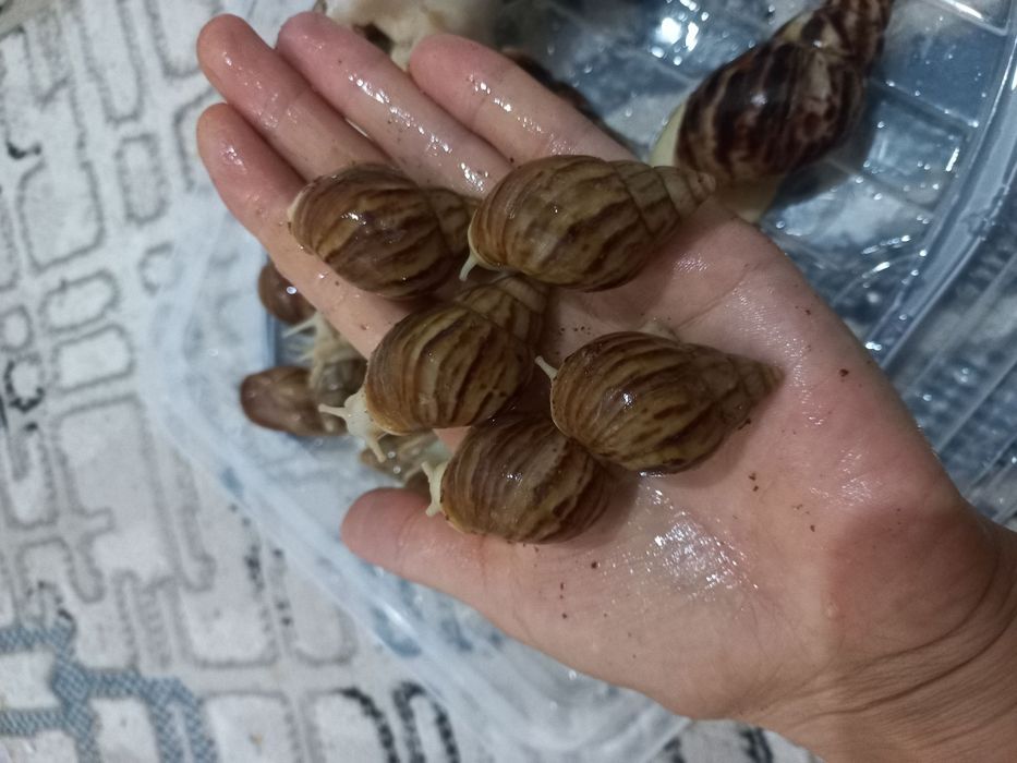 Ulitka optom narxda fulika albinos