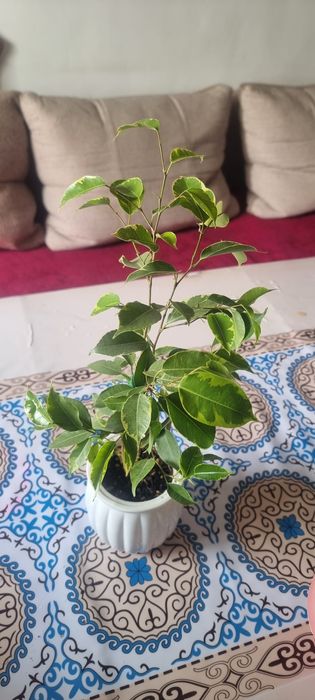 Продам цветы комнатные