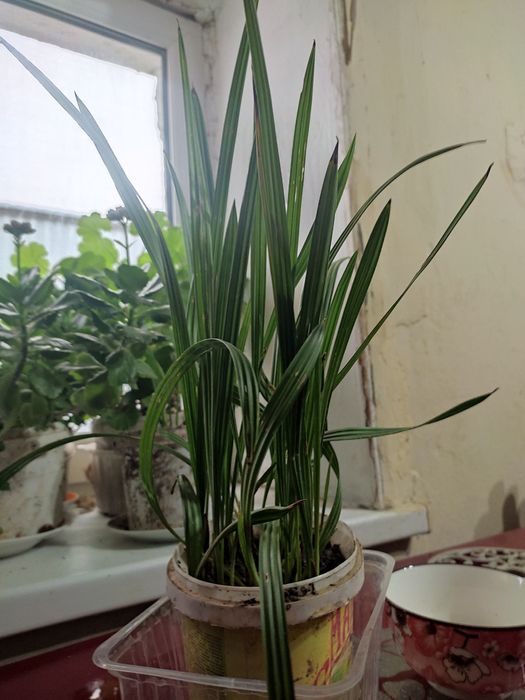 Отростки финиковой пальмы