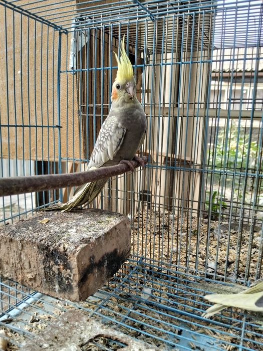 Продам молодых попугаев корелла