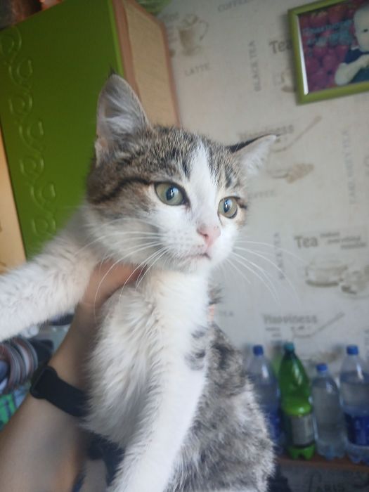 Кошка в семью без детей