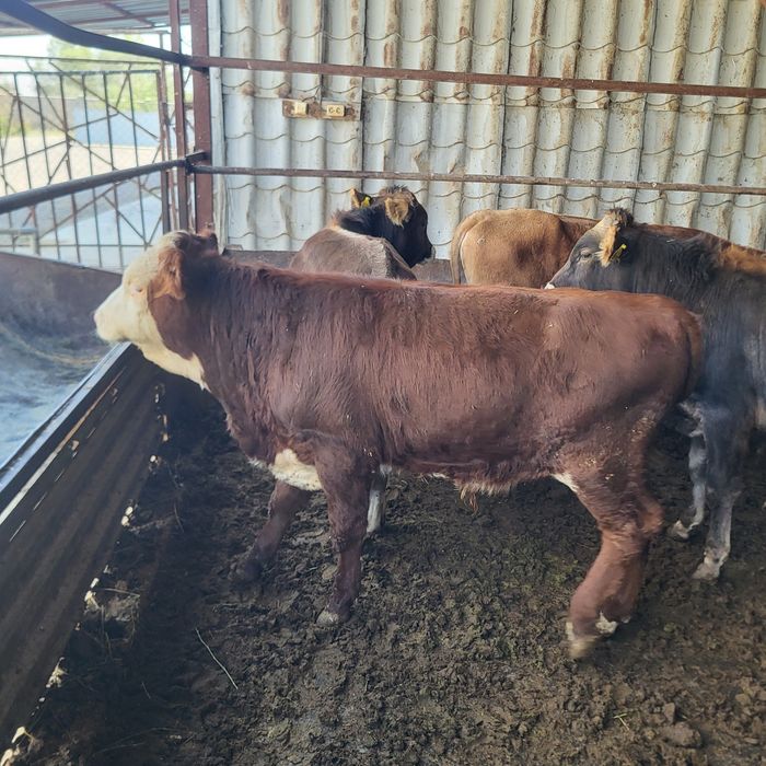 Продам 10 голов бычков