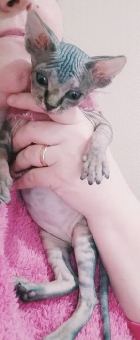 Канадский Сфинкс Продам!