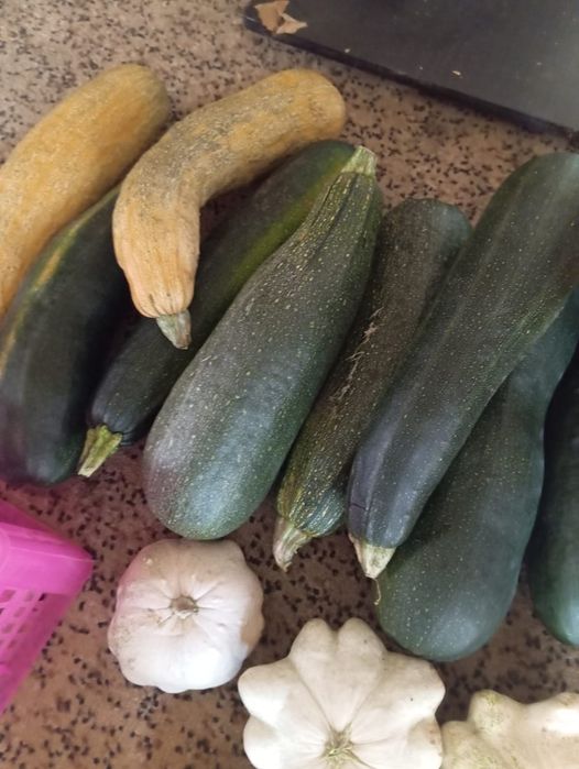 Продам разные кабачки