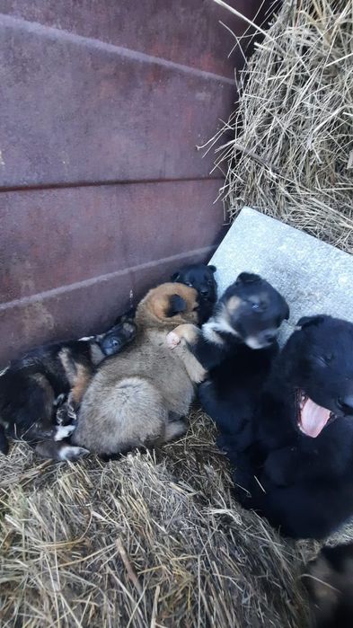 Отдам в хорошие руки щенят