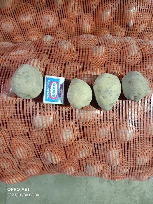 Семенной картофель