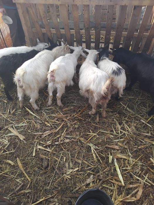 Capre de Vanzare Dolj