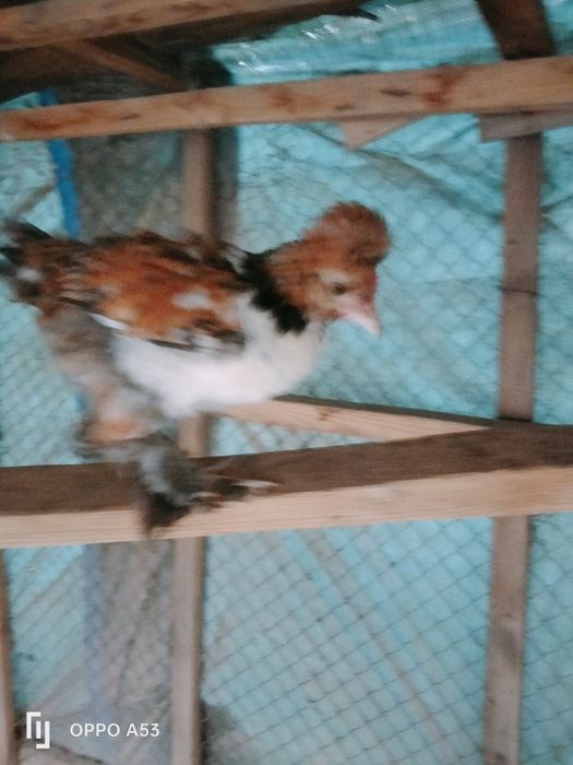 Продам японский карлик цыплята