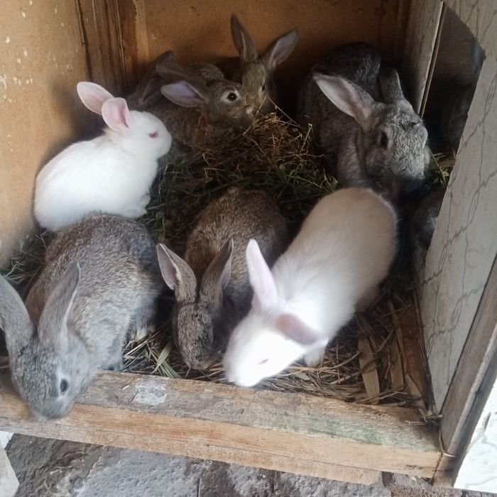 Киёнлар сотилади боласти