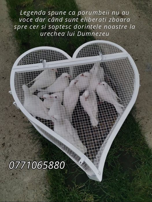 Porumbei voiajori albi pt nunta (evenimente speciale)