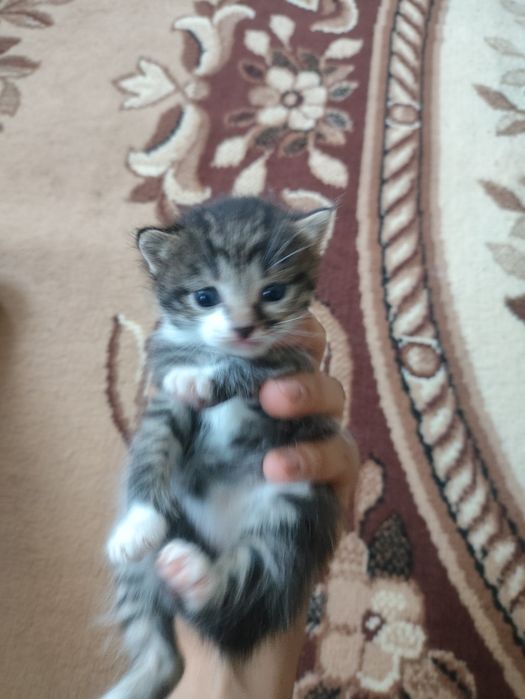 отдам котят в добрые руки