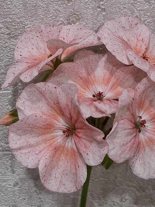 Продам пеларгонии цветущии