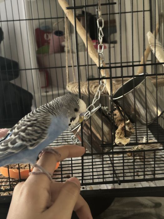 попугай волнистый