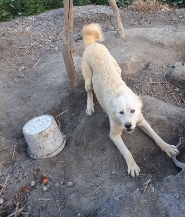 Toza alabay zot 1yosh