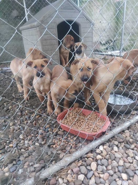 Catei metis Melinois Belgian 3 luni vaccinati Baia Mare