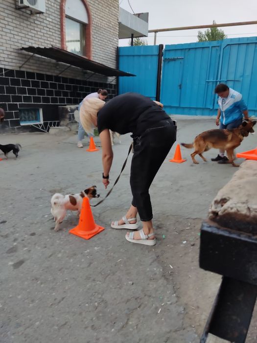 Дрессировка собак- Зоогостиница