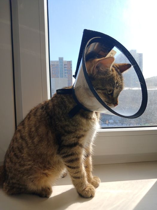 Отдам кота в добрые руки