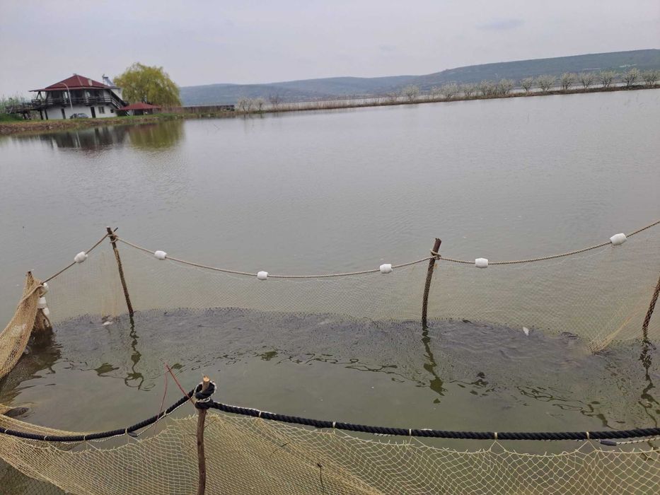 Vând puet de crap pentru populare balți