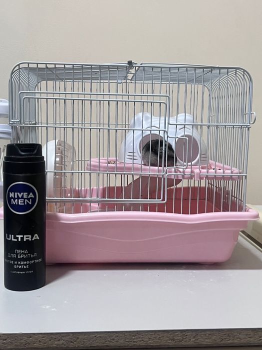 Джунгарик девочка 5 мес