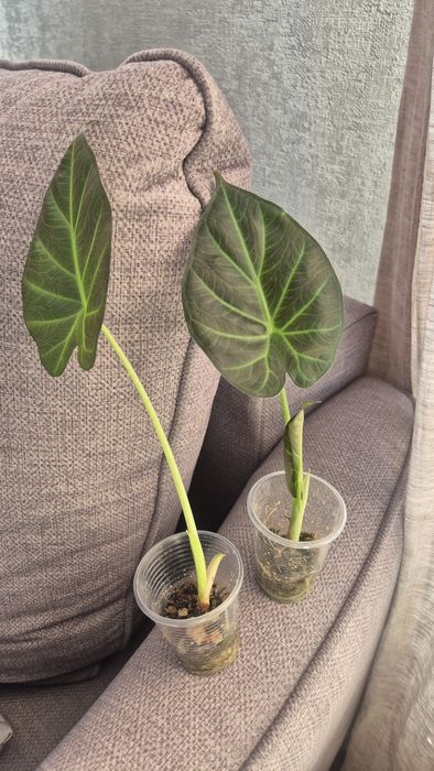 Детки алоказии Regal shield