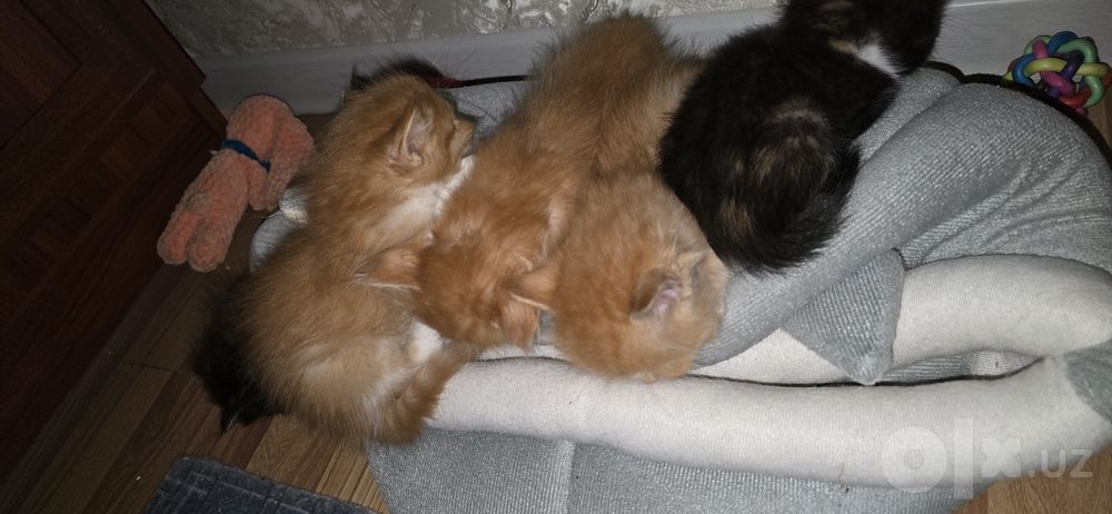 Котенки 4 рыжие 4 черные