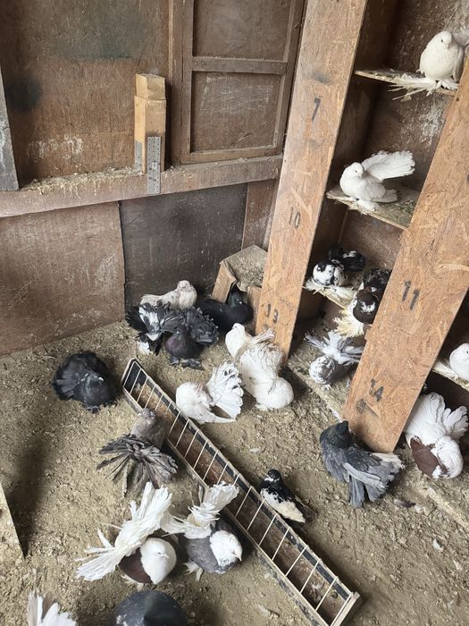 De vânzare voltati indieni