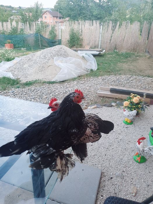 De vânzare pitici Mii de Flori