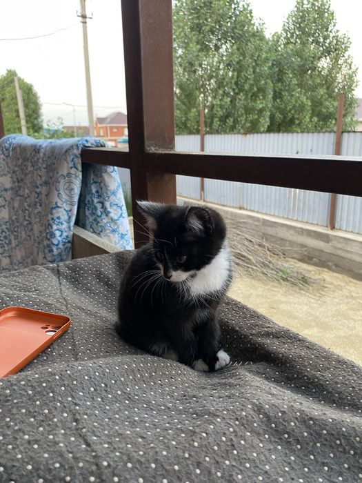 Маленький котёнок чистый