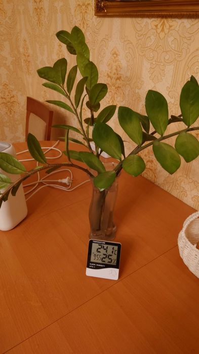 Рассада долларового дерева