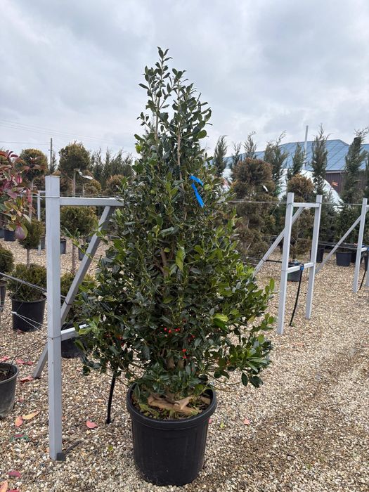 Mini spirale, pon pon , plante de gard viu , palmieri