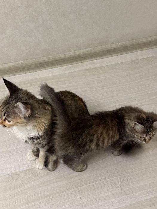 Кошка девочка в добрые руки