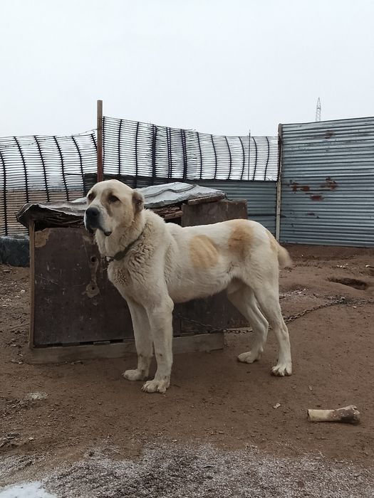 Молодой алабай Бойцовский