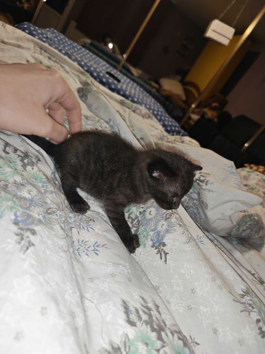 Căutăm căsuțe iubitoare pentru 3 fetițe adorabile!
