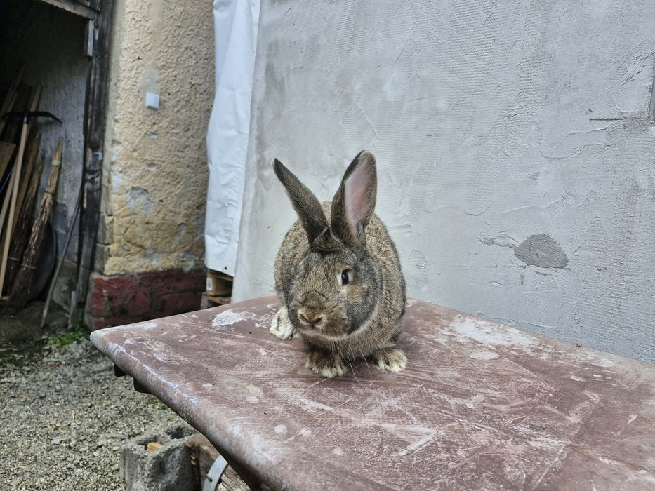 Iepuri masculi 5 luni