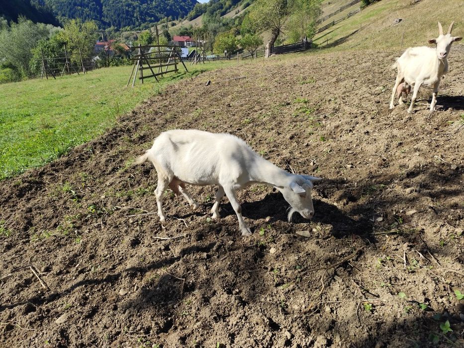 Capre Saanen rasă pură de vânzare