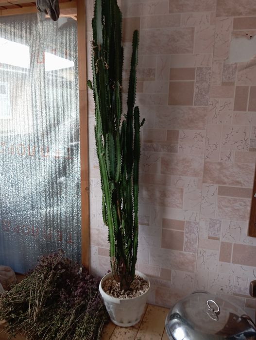 Продам домашний цветок