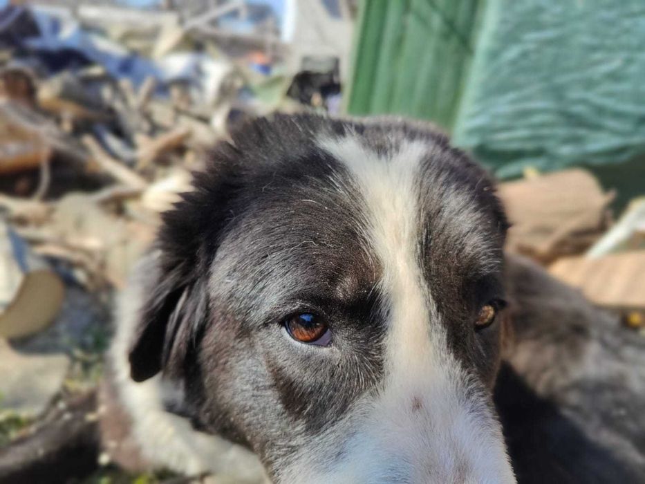 DONEZ pui Ciobanesc De Bucovina