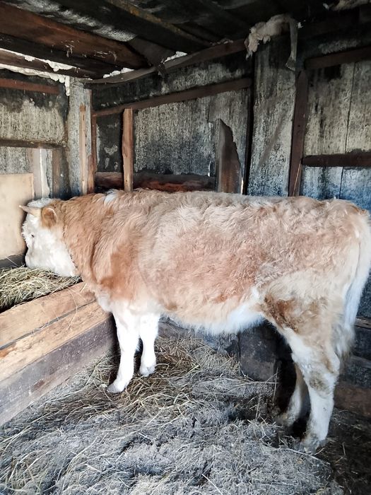 Продам быка на откорме