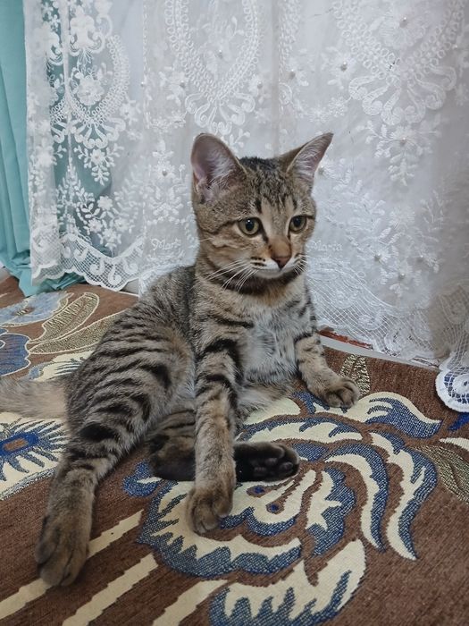 Мысық жақсы қолға