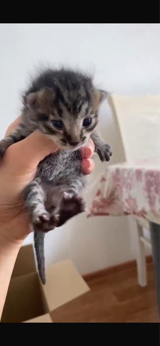 Бесплатно отдаем котят