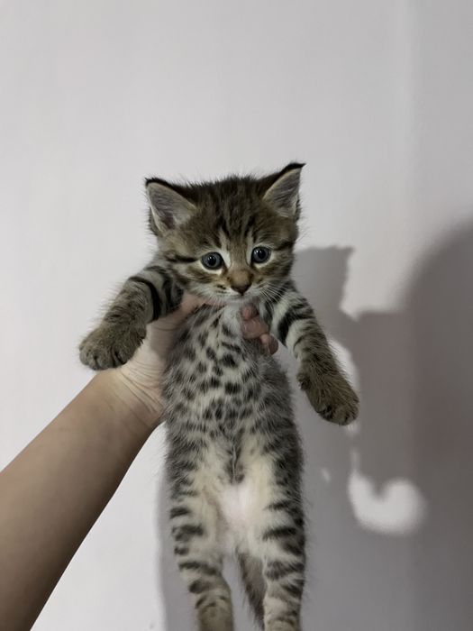 Продаю котят милых игривых