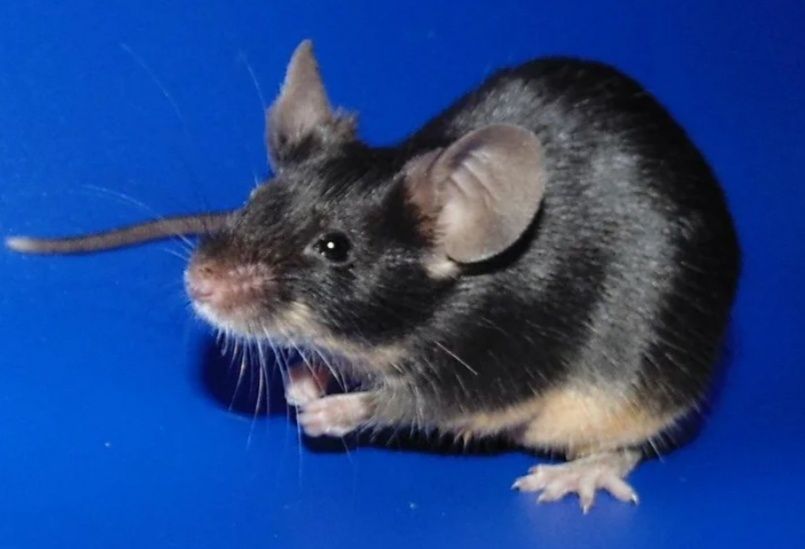 Мышки декоративные