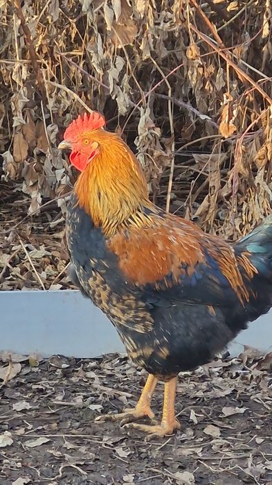 Питух молодой активный