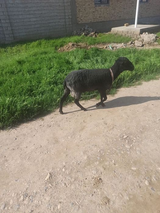 Кучкор романовский парода