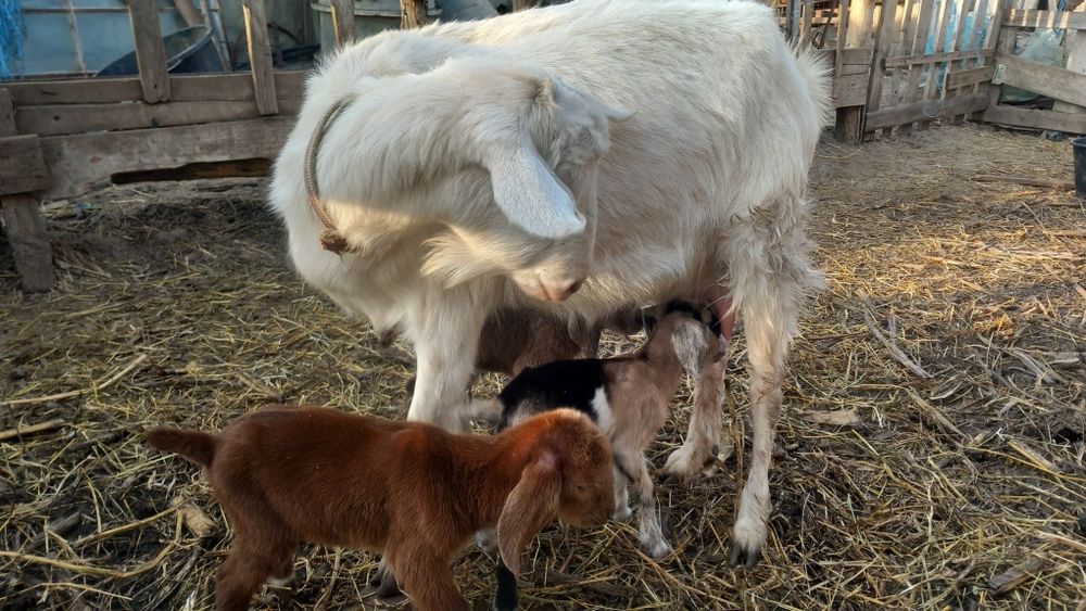 Vând capre tinere la prima și a doua fătare