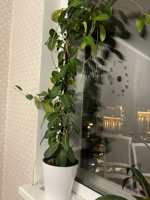 Цветы для уюта вашего дома